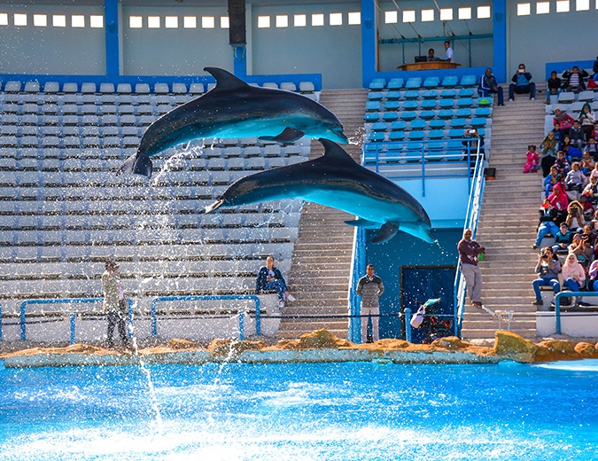 DOLPHIN SHOW HURGHADA