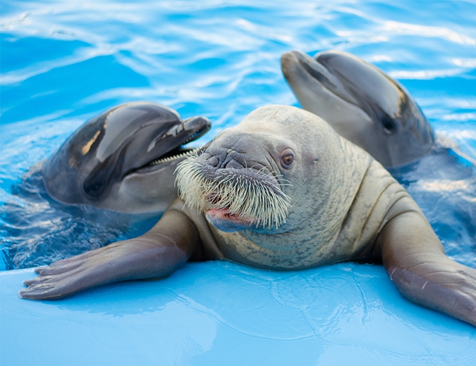 DOLPHIN SHOW HURGHADA