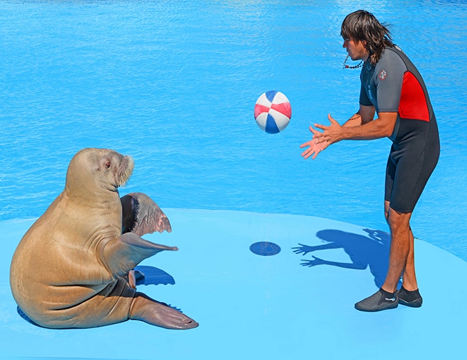DOLPHIN SHOW HURGHADA