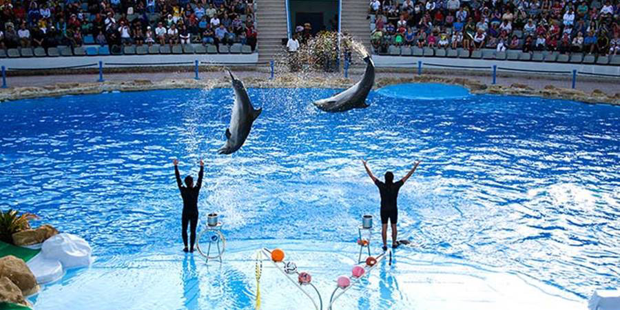 DOLPHIN SHOW SSH
