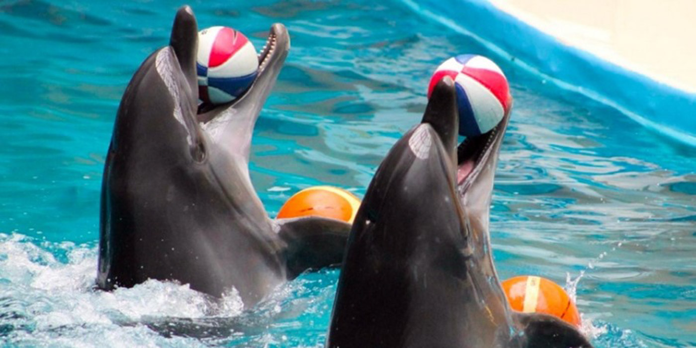 DOLPHIN SHOW SSH