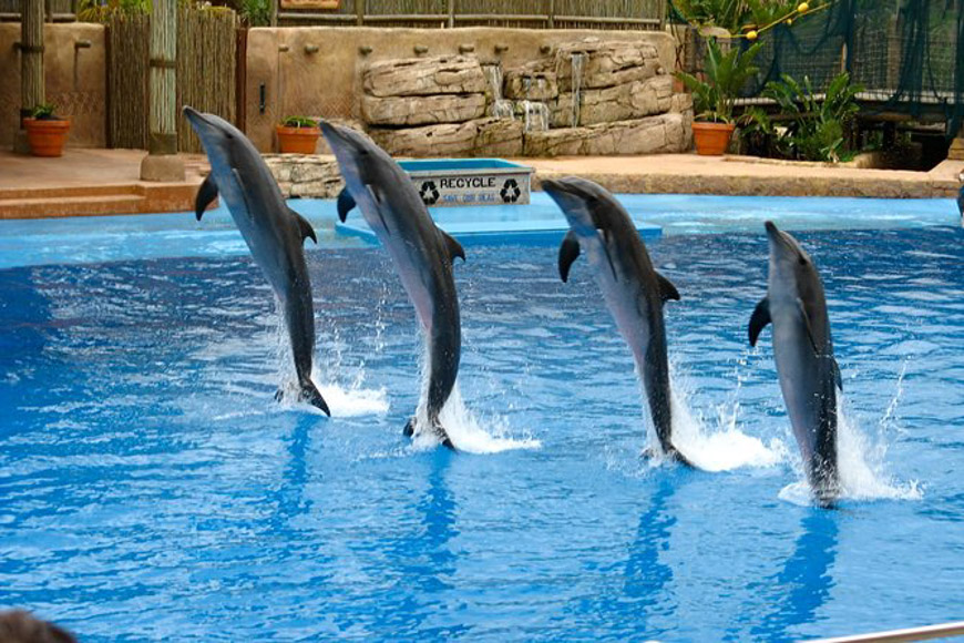 DOLPHIN SHOW SSH
